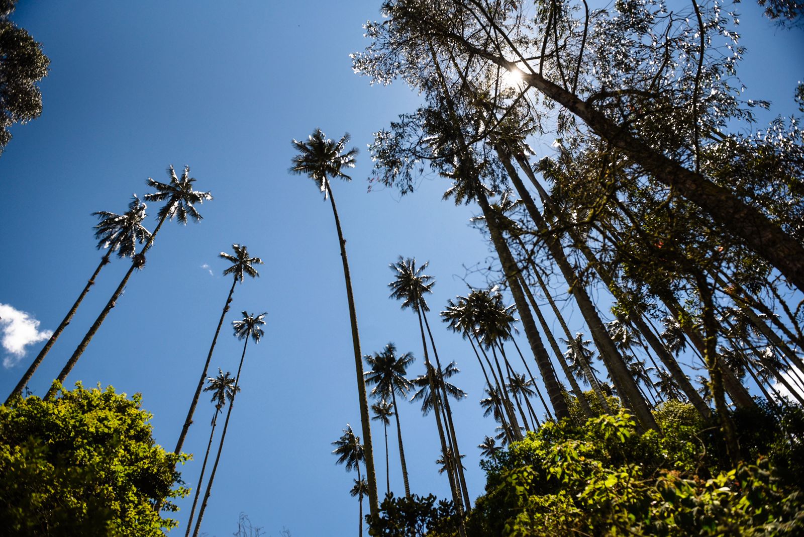 CORTOLIMA LISTA PARA ADELANTAR SANCIONES EN DOMINGO DE RAMOS